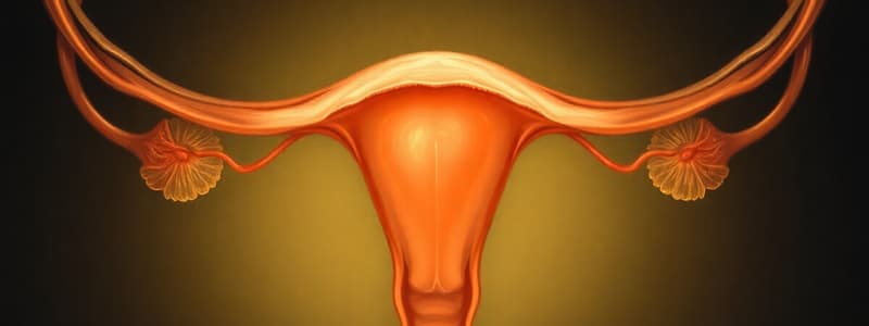 Follicular Phase of Menstrual Cycle