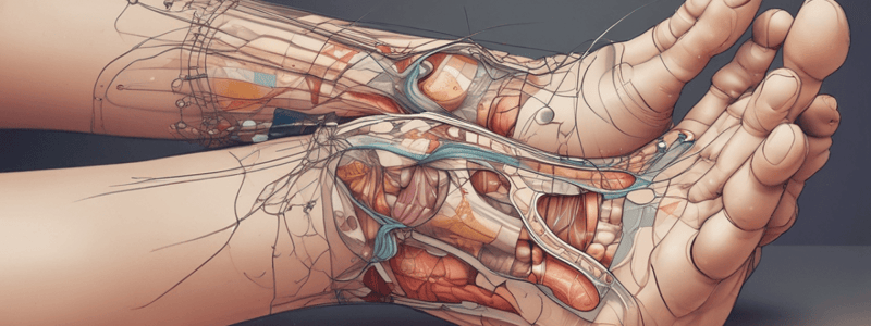 Anatomy of the Foot