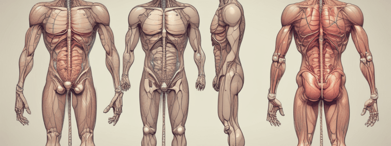 Anatomía del sistema reproductor masculino