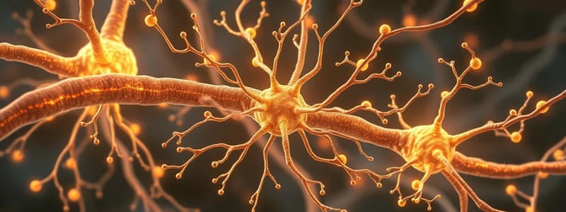 Neuromuscular Junction Signaling