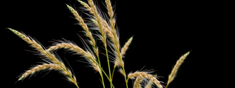 Eragrostis Tef Botanical Quiz