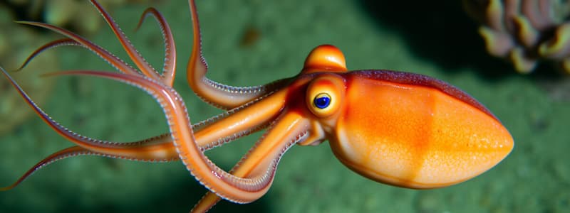 Squid Classification Flashcards