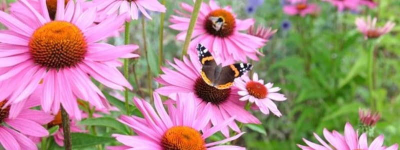 Herb Notes: The Benefits of Echinacea Quiz