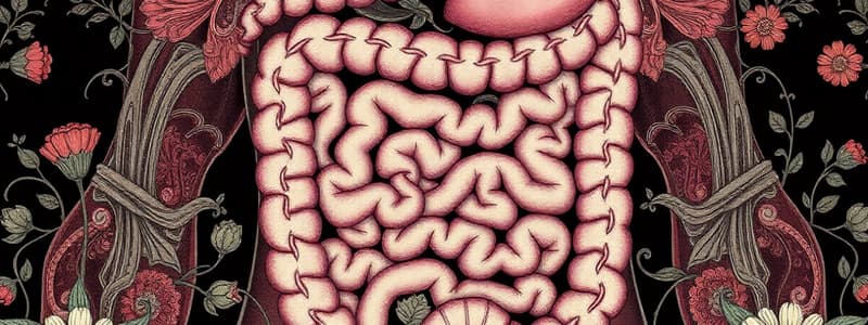 The Digestive System Overview