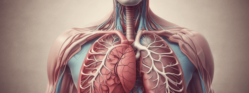 Respiratory System Anatomy