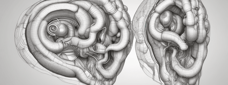 Anatomía del Laberinto Óseo