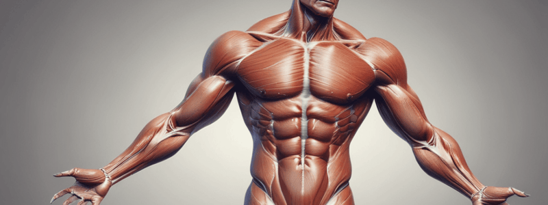 Muscle Types and Arrangements