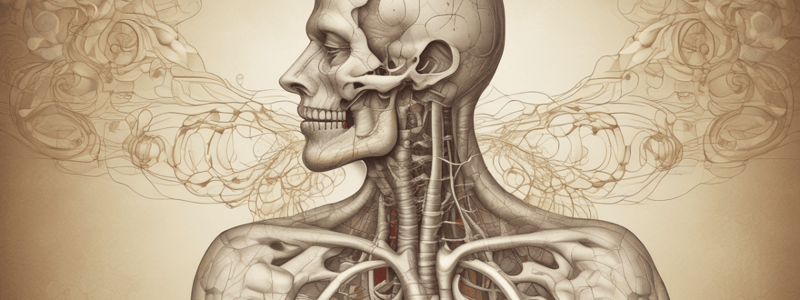 Understanding the Respiratory System