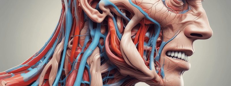 Anatomy of the Cephalic Vein