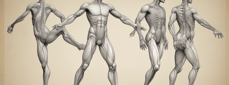 Anatomy for Dancers