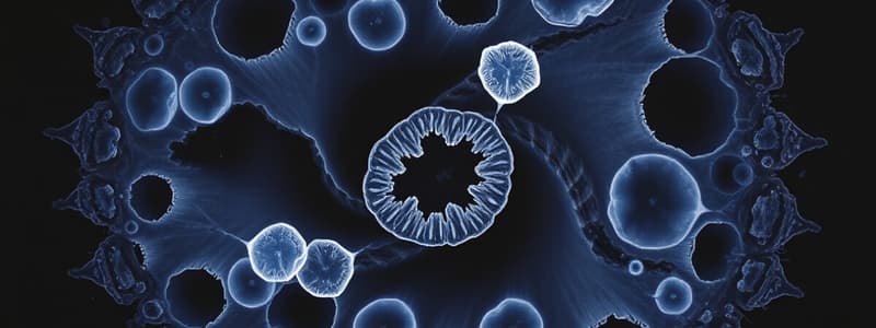 Cell Biology Interphase and Structures