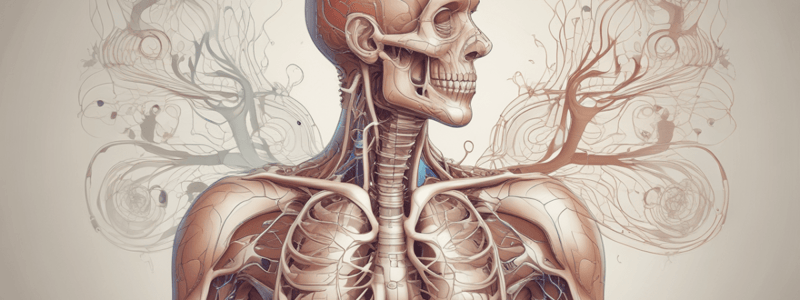 The Respiratory System