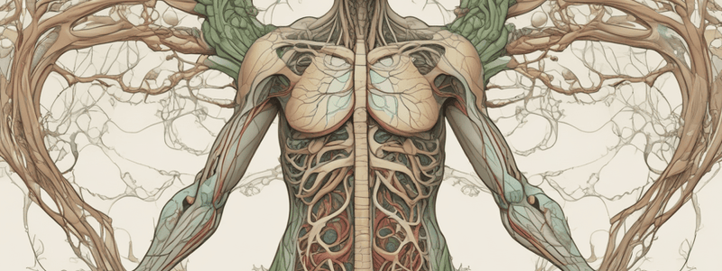 Chapter 21: The Lymphatic System - easy