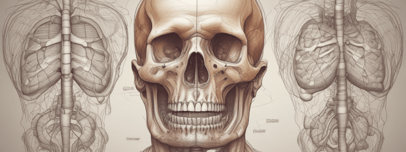 Anatomie du vieillissement pulmonaire