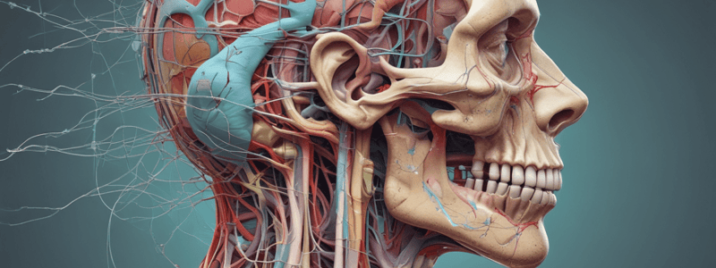 Anatomy: Head and Neck Part 2