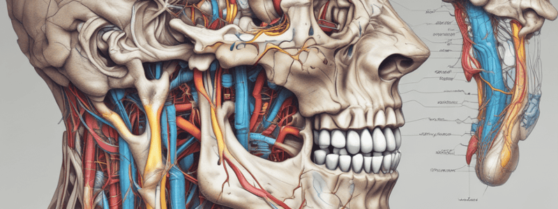 Nervio mandibular - Funciones y características