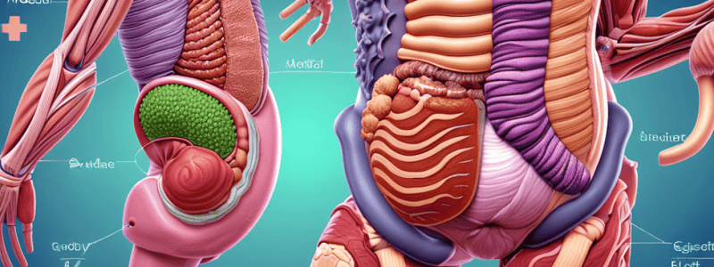 Gastrointestinal Tract Anatomy Matching Exercise