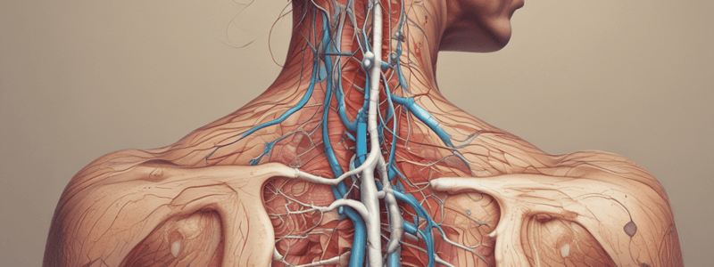 Human Physiology: Sweat and Sweat Glands