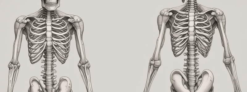 Human Anatomy: The Skeletal System