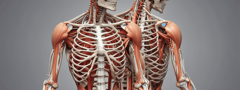 Musculoskeletal System Basics: Bones, Joints, and Injuries