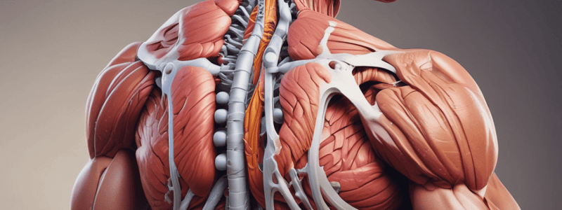 Skeletal Muscle Fiber Types Quiz