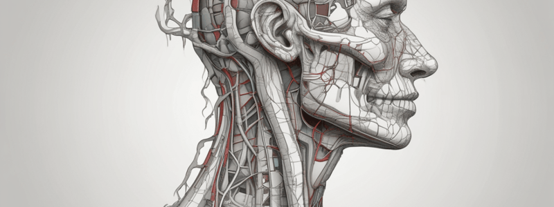 Anatomy of Head and Neck: Great Vessels