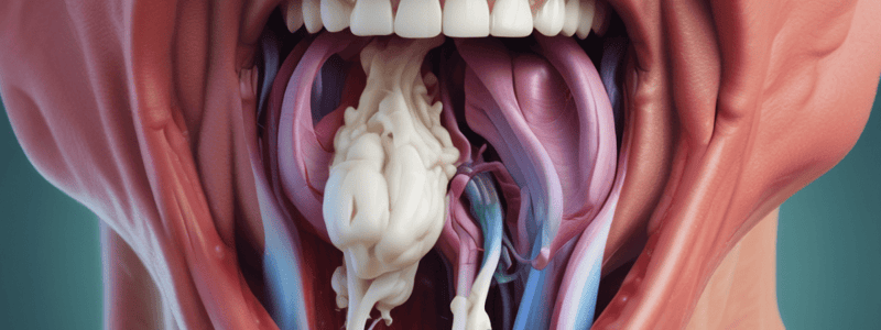 Rima Glottis and Laryngeal Muscles Quiz