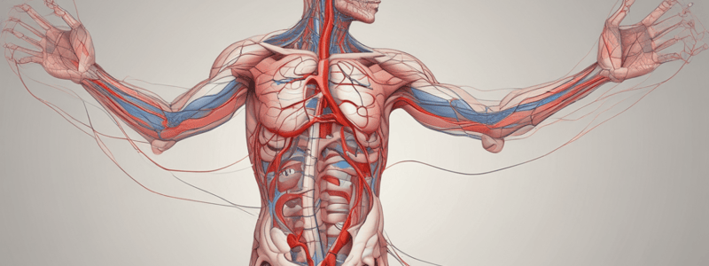 Pathway of Blood Through the Heart and Lungs