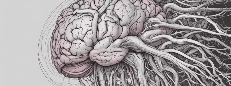 Human Brain Anatomy and Function