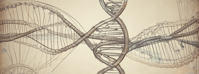 Human Anatomy and Physiology Chapter 4: DNA and Genetic Code