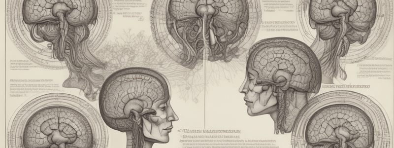 Brain Anatomy and Function