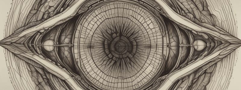 Autonomic Innervation of Ocular Structures