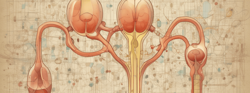 Chapter 25 The Urinary System Overview