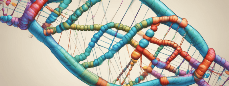 DNA Replication Process