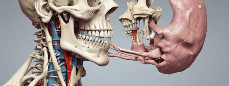 Temporomandibular Joint Anatomy