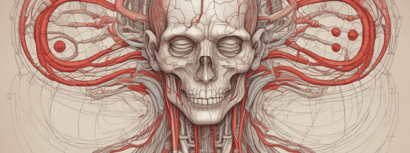 chapter 11. quiz 1. Anatomy of Cerebral Circulation