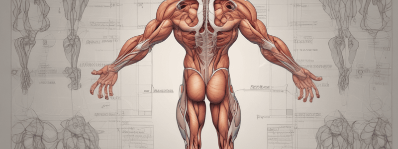 Muscular System Quiz