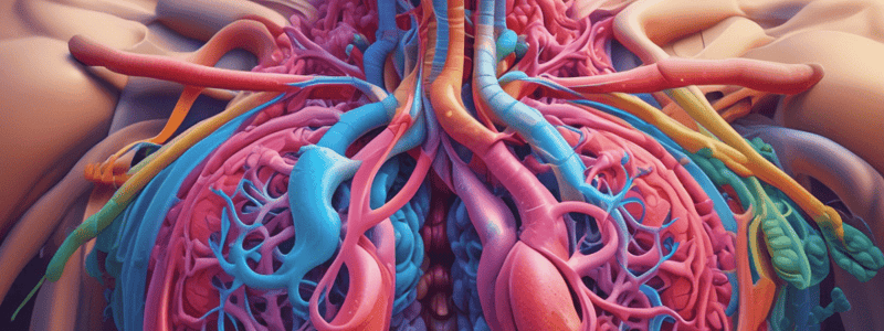 Respiratory System: Gas Exchange and Cellular Respiration