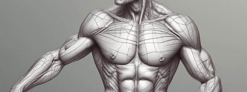 Subcutaneous vs Visceral Fat: Location and Functions