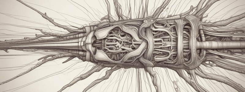 Anatomy of the Spinal Cord - Trinity College Dublin