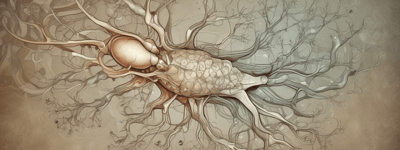 Neuroanatomy Lecture 1: Introduction to the Nervous System