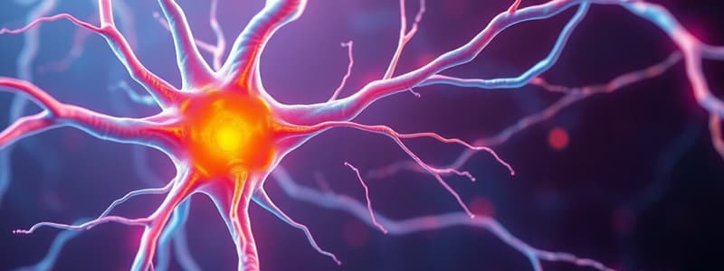 Neuromuscular Junction Overview