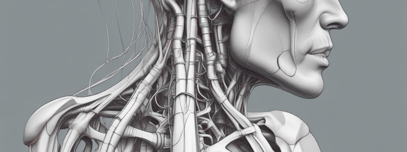 Anatomía del Hombro: Omóplato y Articulación del Hombro