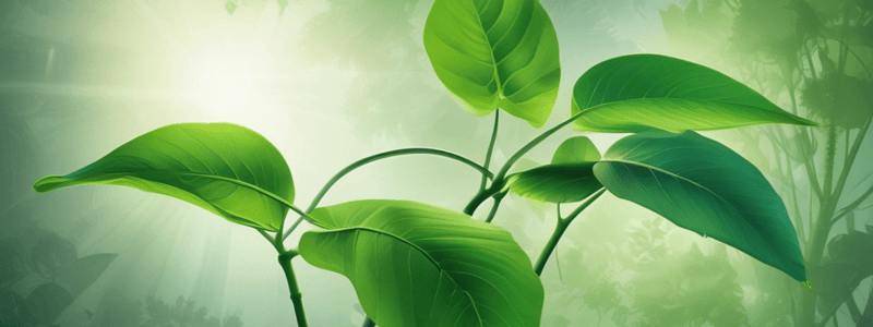 Biology: Photosynthesis and Plant Energy