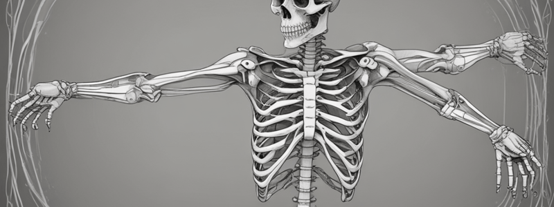 The Human Skeleton System