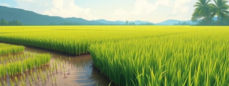 Herbicide-Tolerant Basmati Rice Quiz