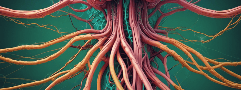 The Lymphatic and Immune System: Anatomy Chapter 21