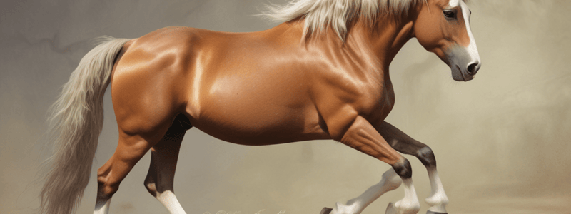 Horse Breeds and Colors