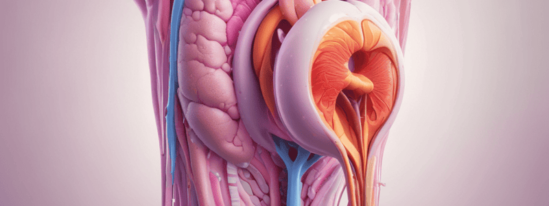 Male Reproductive System and Hormonal Regulation Quiz