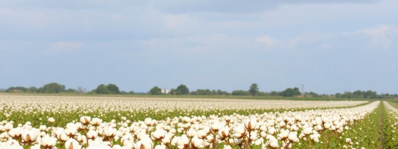 Agriculture and Cotton Production Quiz